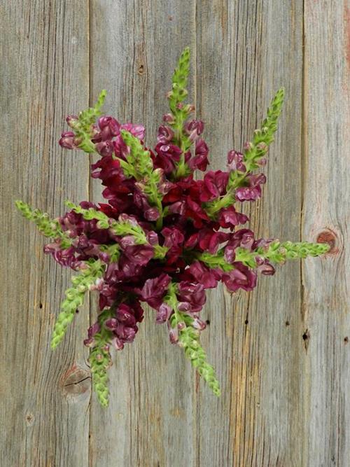 BURGUNDY SNAPDRAGONS